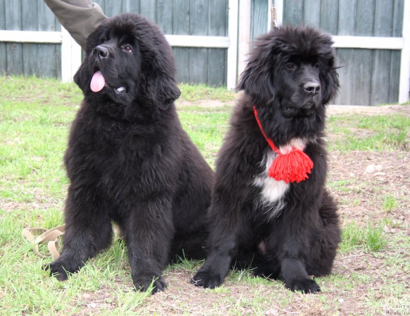 Фото: ньюфаундленд Дак Прайд Валентино (Dark Pride Valentino), ньюфаундленд Дак Прайд Вивьен (Dark Pride Vivienne)
