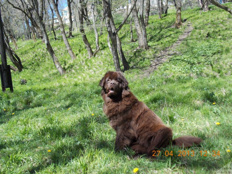 Фото: ньюфаундленд Хохотушка с Берега Дона (Hohotushka s Berega Dona)