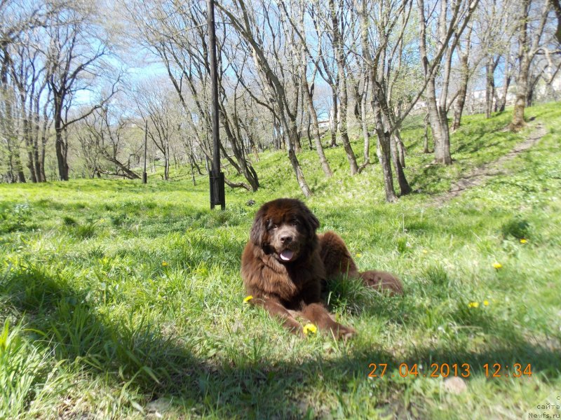 Фото: ньюфаундленд Хохотушка с Берега Дона (Hohotushka s Berega Dona)