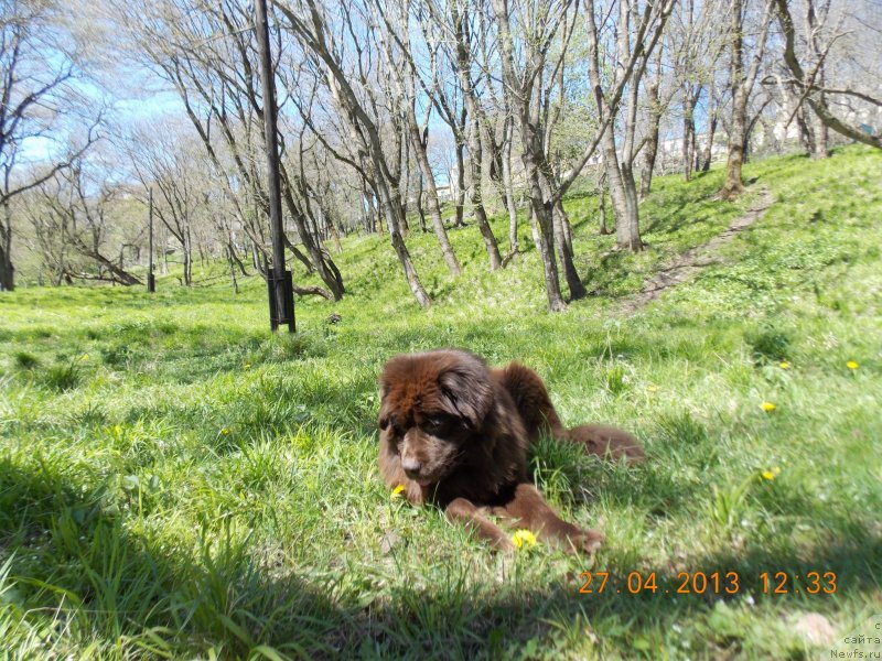 Фото: ньюфаундленд Хохотушка с Берега Дона (Hohotushka s Berega Dona)