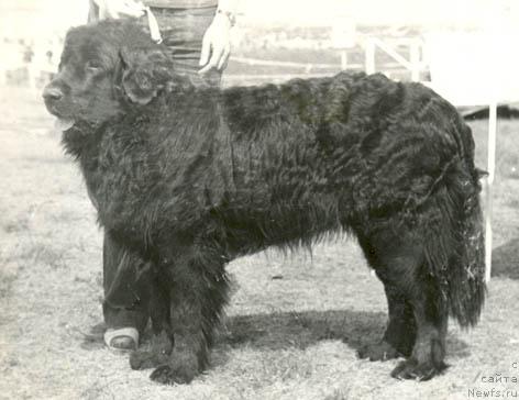 Фото: ньюфаундленд Ньюс Лори