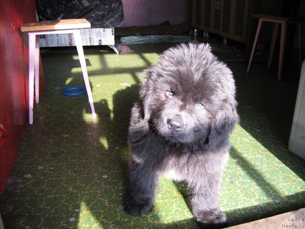 Фото: ньюфаундленд Захар из Медвежьего Яра