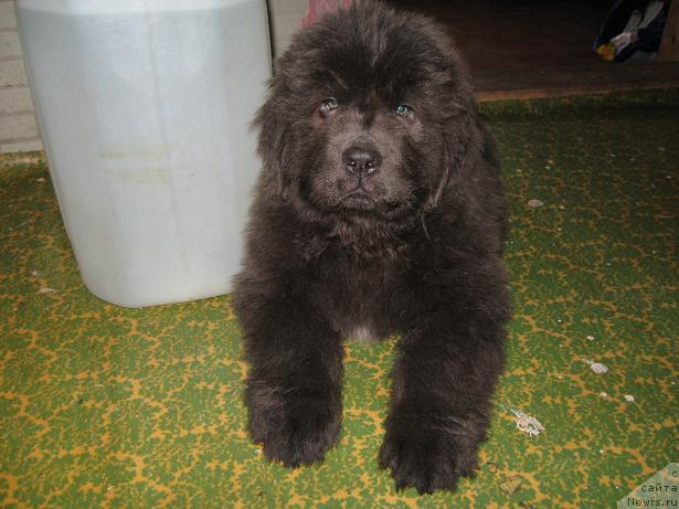 Фото: ньюфаундленд Захар из Медвежьего Яра