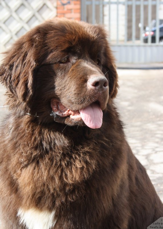 Фото: ньюфаундленд Акватория Келвин Хизер Хани (Aquatoriya Kelvin Heather Honey)