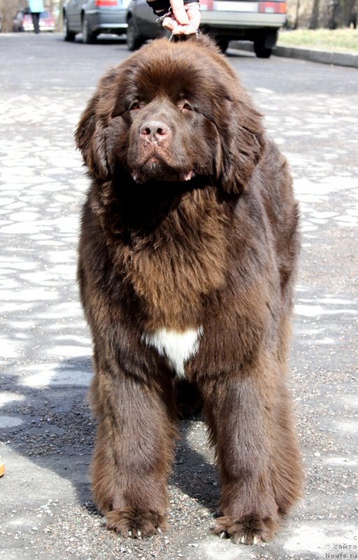Фото: ньюфаундленд Акватория Келвин Хизер Хани (Aquatoriya Kelvin Heather Honey)