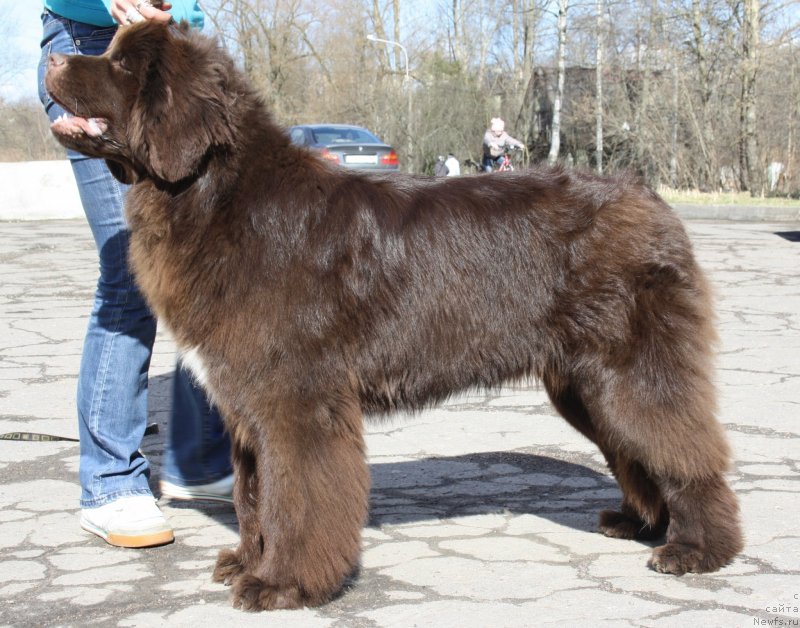 Фото: ньюфаундленд Акватория Келвин Хизер Хани (Aquatoriya Kelvin Heather Honey)