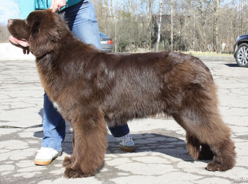 Фото: ньюфаундленд Акватория Келвин Хизер Хани (Aquatoriya Kelvin Heather Honey)