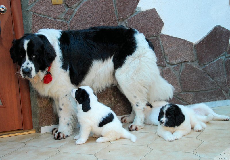 Фотография № 123338