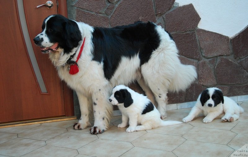 Фотография № 123339