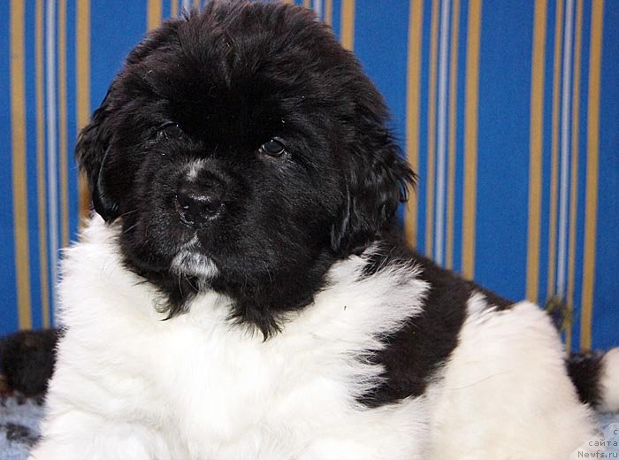 Фото: ньюфаундленд Супер Бизон Космос (Super Bizon Cosmos)