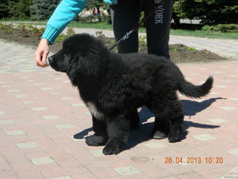 Фото: ньюфаундленд Сандра Роуз Бавария Бель (Sandra Rose Bavariya Belle)