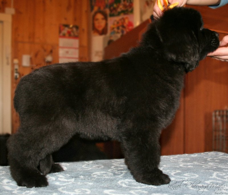 Фотография № 123363