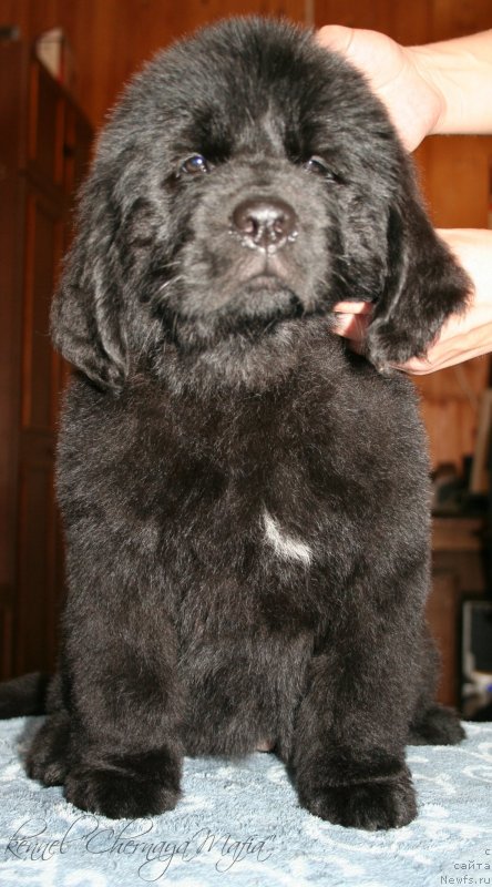 Фотография № 123365