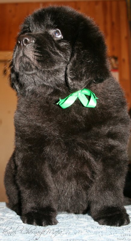 Фотография № 123368