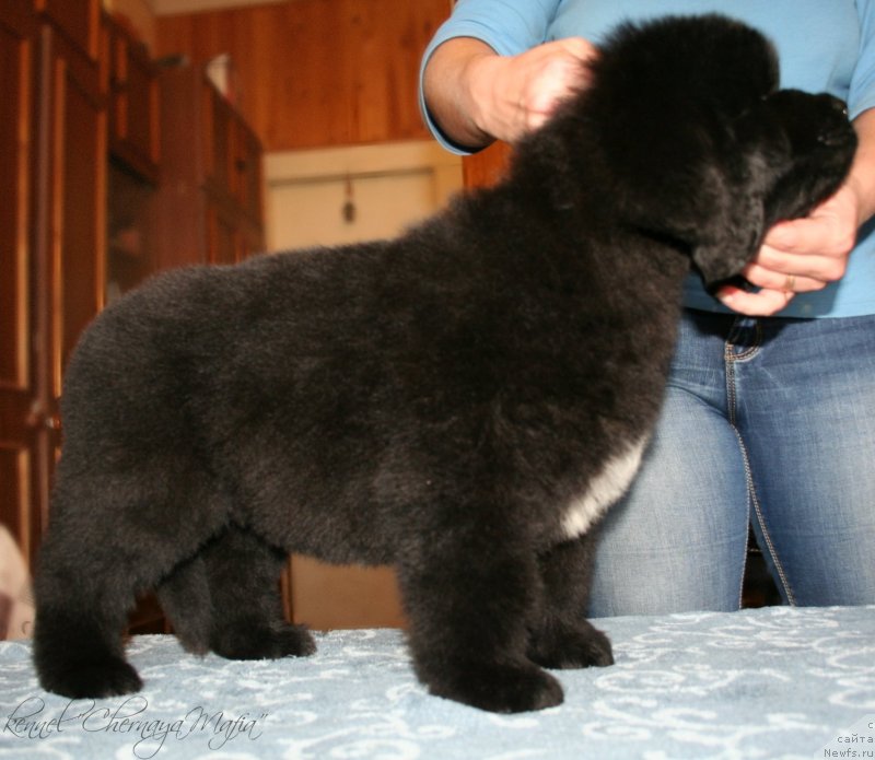 Фотография № 123372