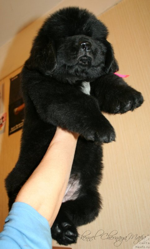 Фотография № 123375