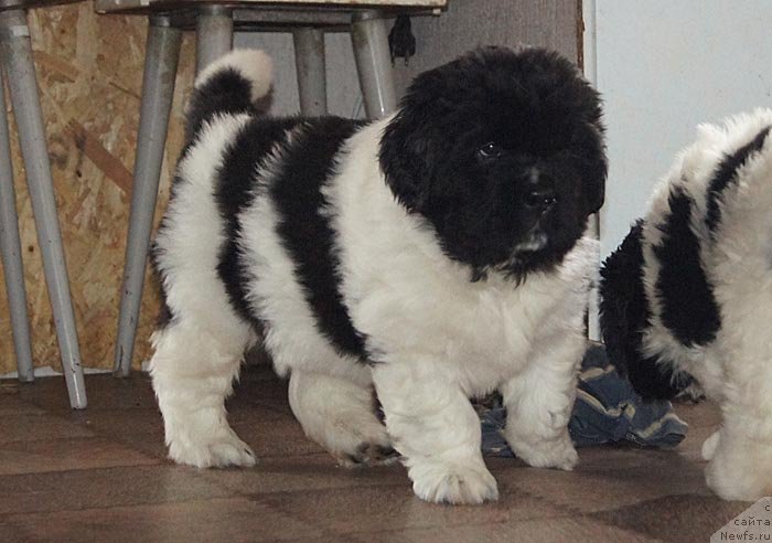 Фото: ньюфаундленд Супер Бизон Космос (Super Bizon Cosmos)