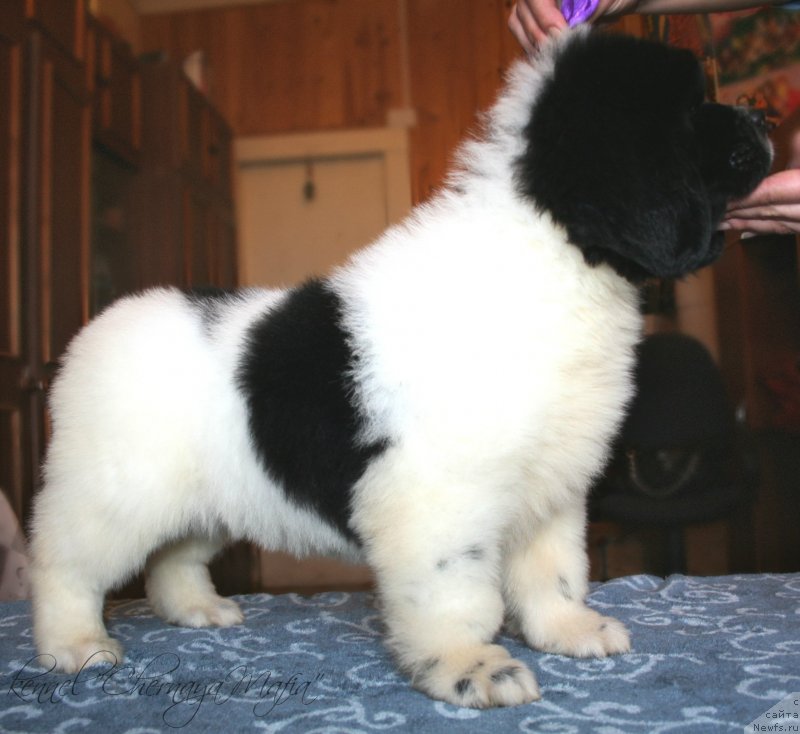 Фотография № 123380