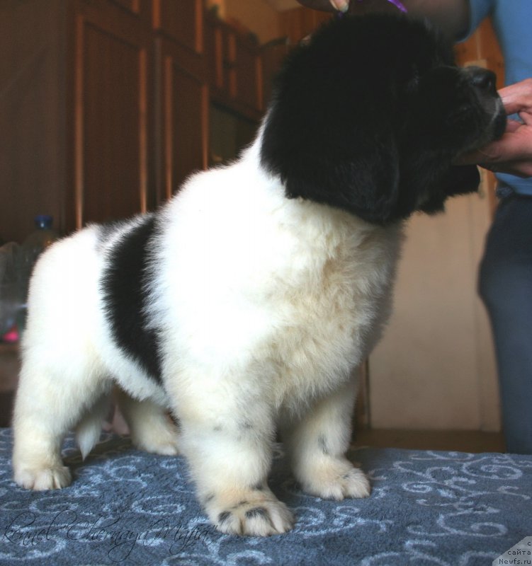 Фотография № 123381