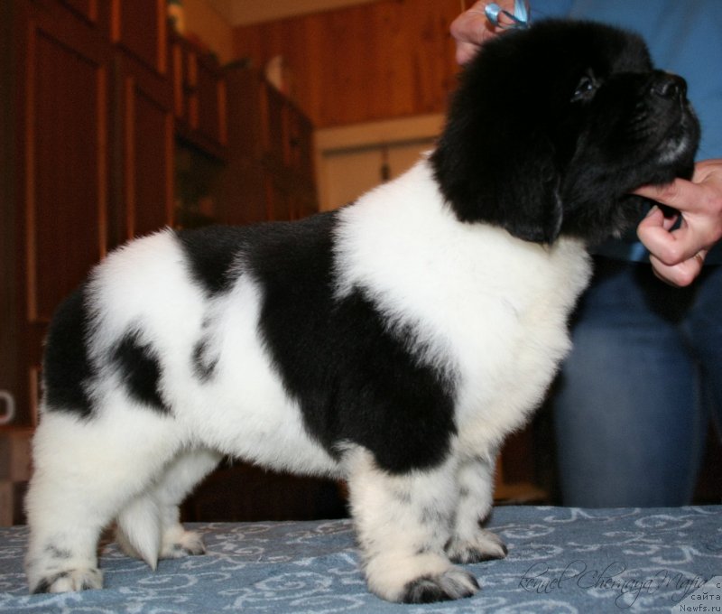 Фотография № 123386