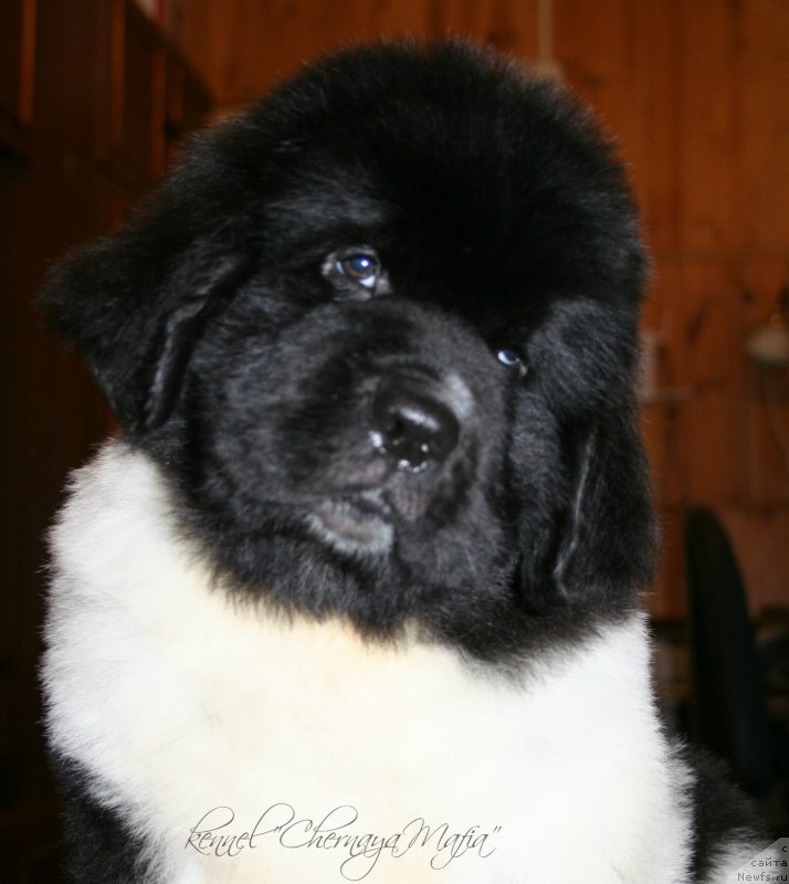 Фотография № 123387