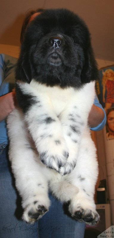 Фотография № 123390