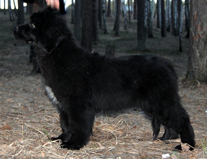 Фото: ньюфаундленд Акватория Келвин Цамбия