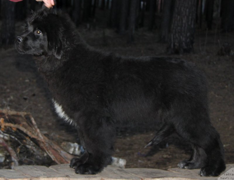 Фото: ньюфаундленд Акватория Келвин Цамбия