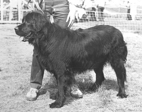 Фото: ньюфаундленд Марта Педигрид