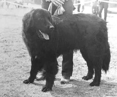 Фото: ньюфаундленд Блэк Фил Юн