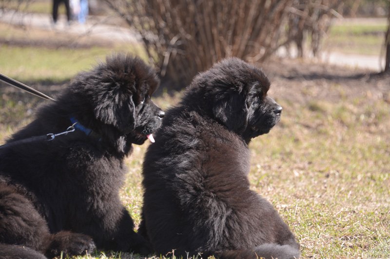 Фото: Бегущая по волнам Елвис, Бегущая по волнам Екстра Спешиал Едишион