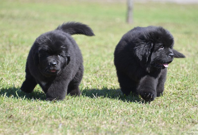 Фото: Бегущая по волнам Екстра Спешиал Едишион, Бегущая по волнам Елвис