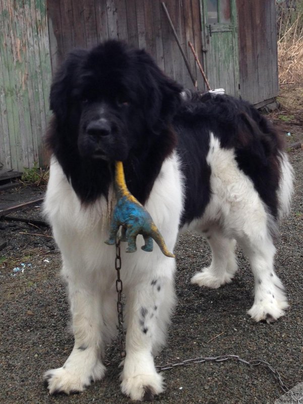 Фото: ньюфаундленд Чарующая Взглядом от Сибирского Медведя