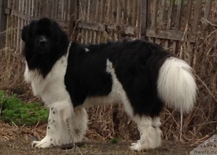 Фото: ньюфаундленд Чарующая Взглядом от Сибирского Медведя