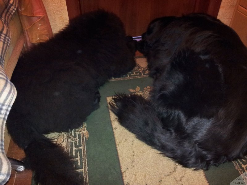 Фото: ньюфаундленд Дак Прайд Ван Гог (Dark Pride Van Gogh), ньюфаундленд Красс