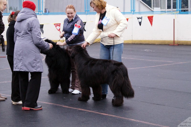 Фото: ньюфаундленд Бэлла Мосс Беатриче