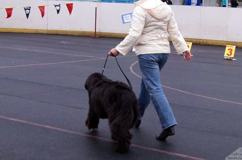 Фото: ньюфаундленд Бэлла Мосс Беатриче