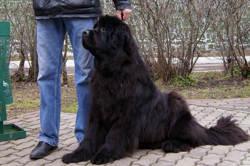 Фото: ньюфаундленд Бэлла Мосс Беатриче