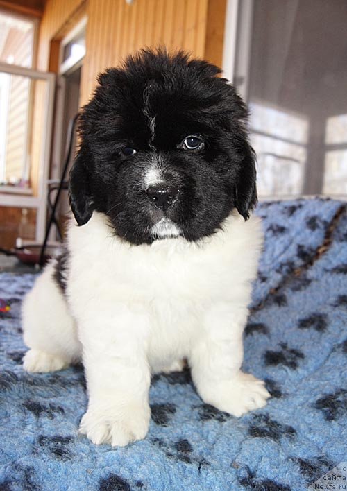 Фото: ньюфаундленд Супер Бизон Куба