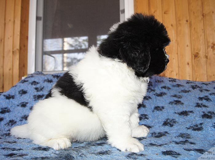 Фото: ньюфаундленд Супер Бизон Куба