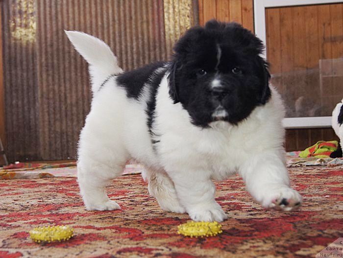 Фото: ньюфаундленд Супер Бизон Куба