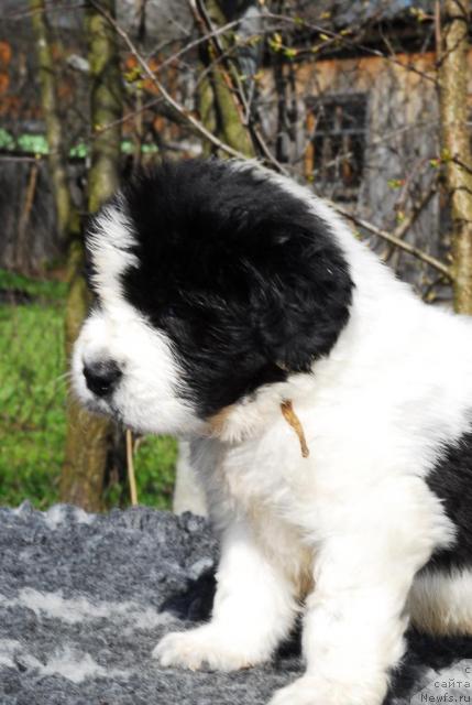 Фото: ньюфаундленд Сент Джонс Парад Планет