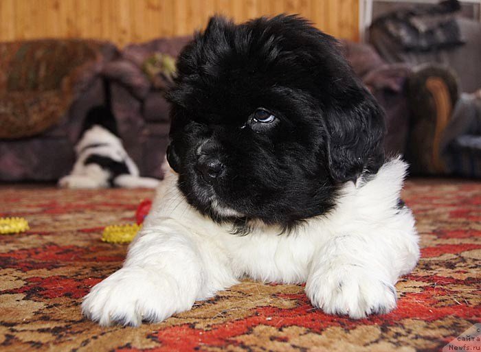 Фото: ньюфаундленд Супер Бизон Космос (Super Bizon Cosmos)