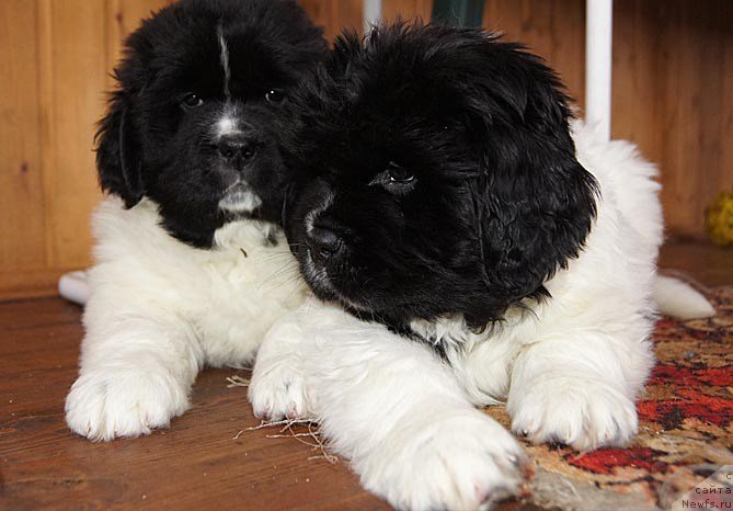 Фото: ньюфаундленд Супер Бизон Куба, ньюфаундленд Супер Бизон Конжак