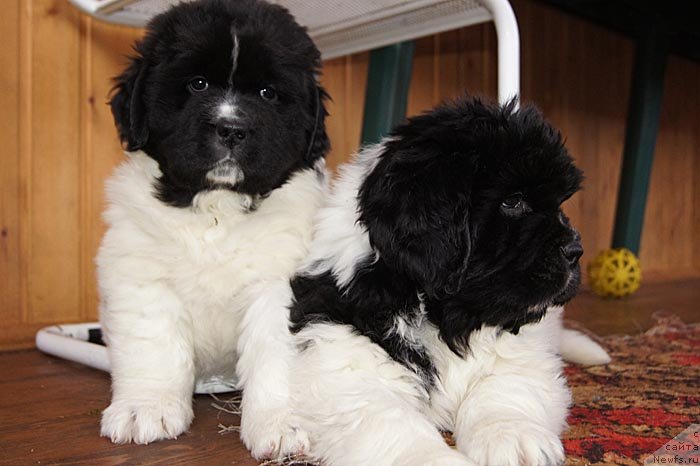 Фото: ньюфаундленд Супер Бизон Куба, ньюфаундленд Супер Бизон Конжак