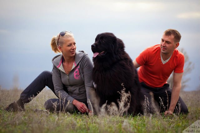 Фото: ньюфаундленд Vronika Ye Satisfaction Super Mishka, Елена Васильковская, папа Володя