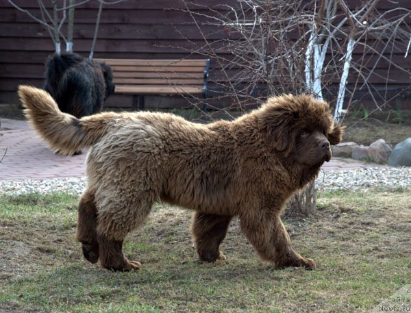 Фото: ньюфаундленд Чармер Денкам Бронз (Charmer Denkam Bronze)