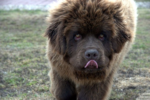 Фото: ньюфаундленд Чармер Денкам Бронз (Charmer Denkam Bronze)