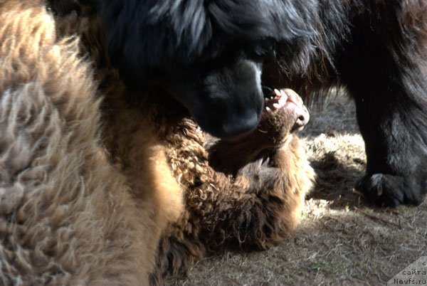 Фото: ньюфаундленд Чармер Денкам Бронз (Charmer Denkam Bronze)