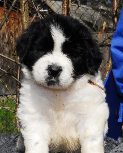 Фото: ньюфаундленд Сент Джонс Парад Планет